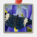 Suche nach schmetterling ornamente Exotisch