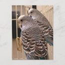 Suche nach parakeets postkarten Haustiere