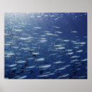 Suche nach palau poster Mikronesien