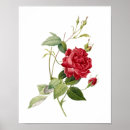 Suche nach redoute poster Illustration