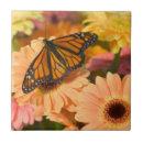 Suche nach hydrangea blume fliesen Schmetterling