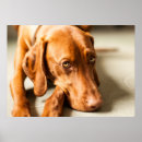 Suche nach vizsla hund poster Magyar