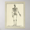 Suche nach vintages skelett poster Anatomie