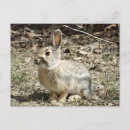 Suche nach baumwolle postkarten Kaninchen