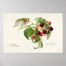 Suche nach fruits poster Botanical