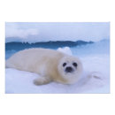 Suche nach harfe poster Kalt