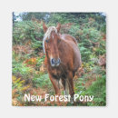 Suche nach pony magnete Tiere