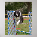 Suche nach hunde agility poster Sport