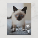 Suche nach foto karten postkarten Katze