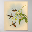 Suche nach hummingbird poster Kolibris