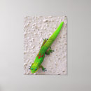 Suche nach gecko leinwandbilder Tropisch