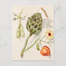 Suche nach botanische illustration postkarten Obst