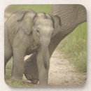 Suche nach asiatischer elefant untersetzer Grasland