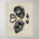 Suche nach herzanatomie poster Anatomisch