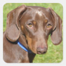 Suche nach wursthund aufkleber Dachhund