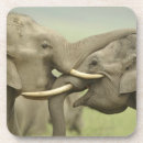 Suche nach asiatischer elefant untersetzer Wildtiere