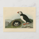 Suche nach john james audubon postkarten Vintag