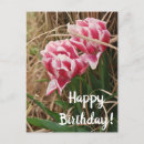 Suche nach rosa tulpen karten Weiß