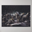Suche nach wolf pack poster Wölfe