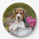 Suche nach beagle teller Niedlich