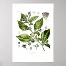 Suche nach belladonna poster Tödlicher nachtschatten