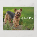 Suche nach dopen poster Yorkie