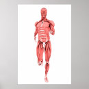Suche nach anterior poster Arm
