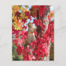 Suche nach eichhörnchen foto postkarten Baum