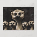 Suche nach meerkats postkarten Wild