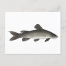 Suche nach goldfisch postkarten Fischerei