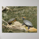 Suche nach gemalte schildkröte poster Foto