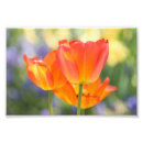 Suche nach 4x6 poster Blumenreich