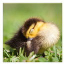 Suche nach baby enten poster Fotografie