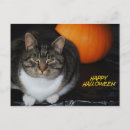 Suche nach miezekatze postkarten Glücklich