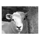 Suche nach lamm poster Nutztier