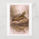 Suche nach vintage schildkröte postkarten Haustier