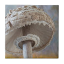 Suche nach pilz fliesen Pflanze