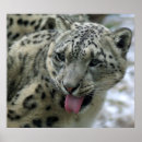 Suche nach snow leopard poster Katze