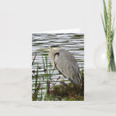 Suche nach graureiher karten Natur