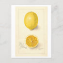 Suche nach lemon postkarten Botanisch