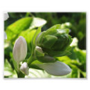 Suche nach hosta Blume