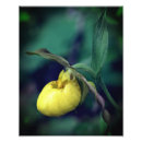 Suche nach wilde orchidee Fotografie