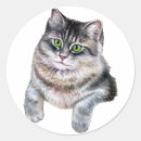 Suche nach graue katze aufkleber Kätzchen