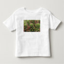 Suche nach sedum Pflanze