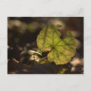 Suche nach sun postkarten Naturfotografie