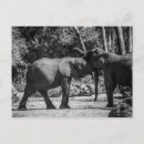 Suche nach schwarz weißer elefant postkarten Foto