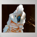Suche nach cockatoo poster Vogel