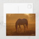 Suche nach bob langrish postkarten Rasse