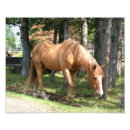 Suche nach ponys poster Bauernhof