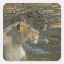 Suche nach löwen aufkleber Wild